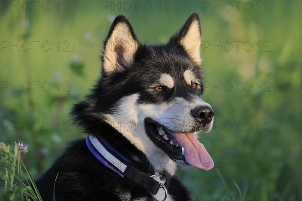 Alaskan Malamute Portrait