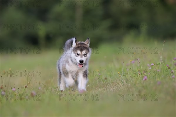 Alaskan Malamute puppy in a meadow