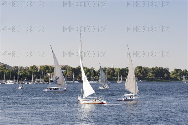 Feluccas on the river Nile