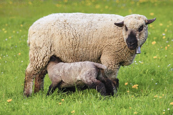 Brown-headed meat sheep