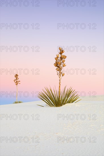 Yucca