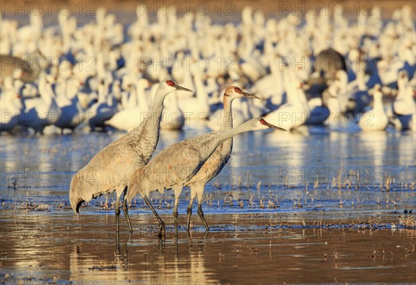 Canada cranes standing in the water