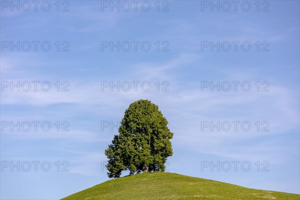 Solitary tree on drumlin