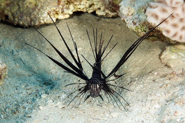 Black Red Lionfish