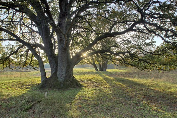 Wood pasture oak