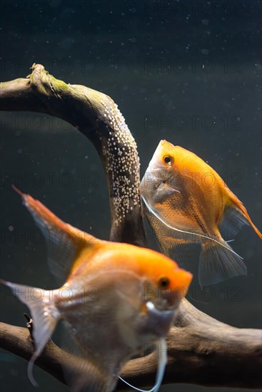 Pair of Gold Pterophyllum Scalare in aqarium