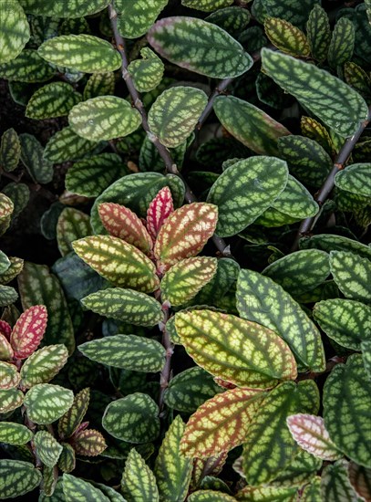 Green and purple patterned leaves