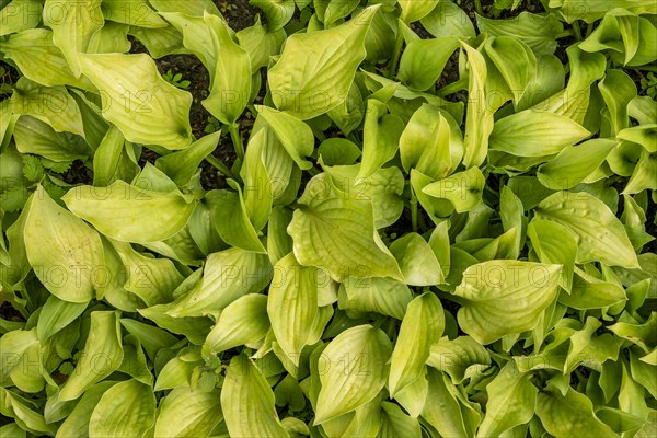 Autumn leaves of a hosta