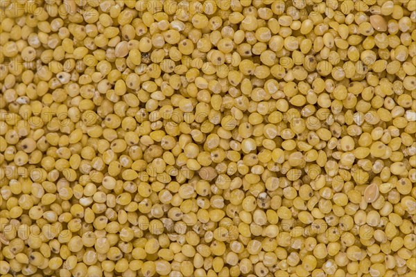 Golden Millet