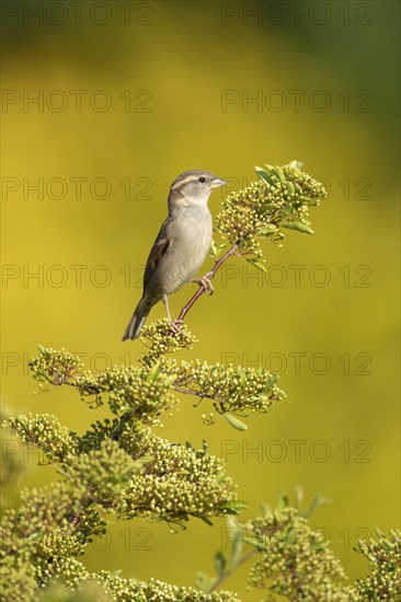 House sparrow