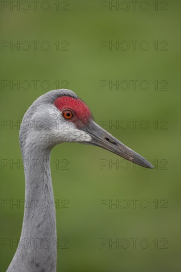 Sandhill crane