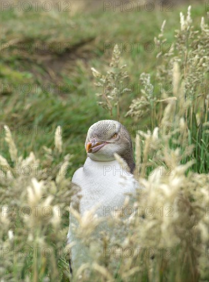 Yellow-eyed penguin