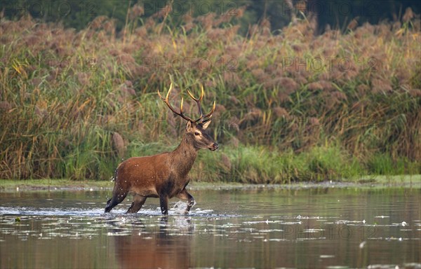 Red deer