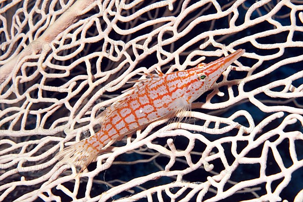 Longnose hawkfish