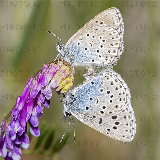 Gossamer winged butterflies