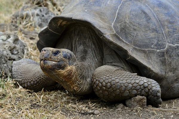 Galapagos giant tortoises