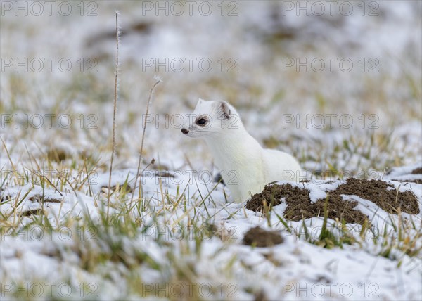 Stoat