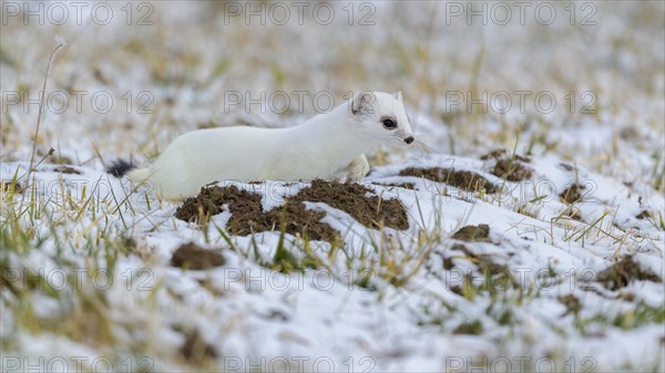 Stoat