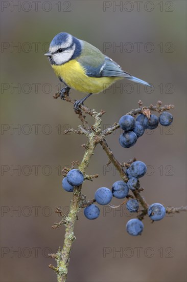 Blue tit