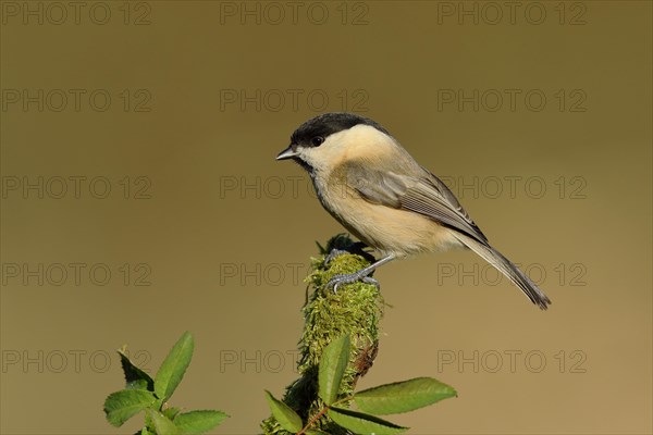 Willow tit