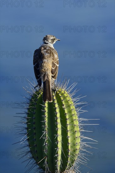 Galapagos mockingbird