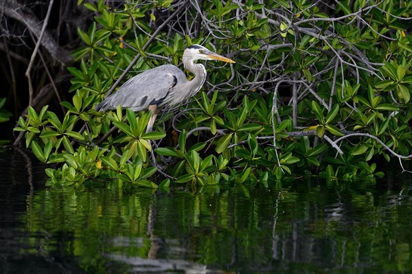 Great blue heron