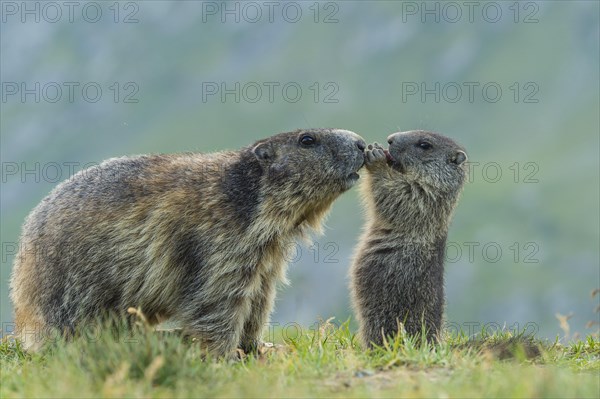 Marmot