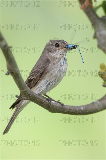 Spotted flycatcher