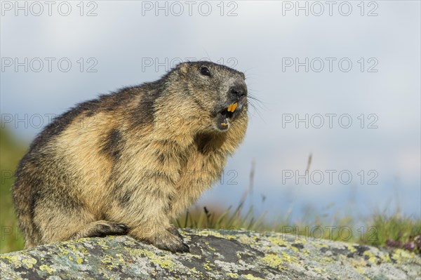 Marmot