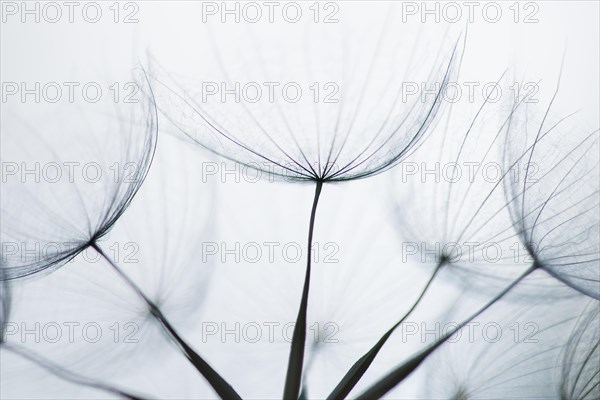 Filigree fruit stalks of a composite