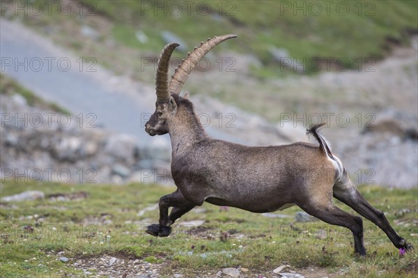 Fleeing alpine ibex
