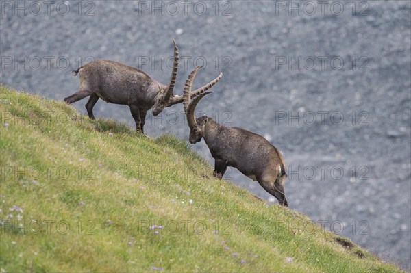 Fighting alpine ibex