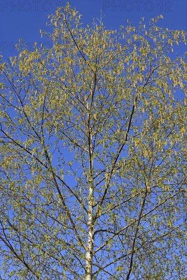 Birch