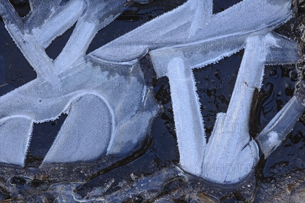 Forms of ice in a puddle