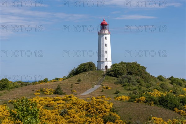 Lighthouse Dornbusch with blooming broom