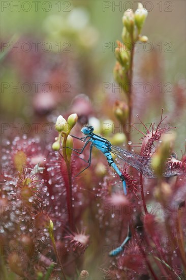 Azure damselfly