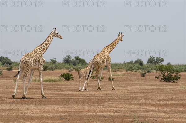 West African giraffes