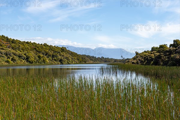 Reeds on the lake