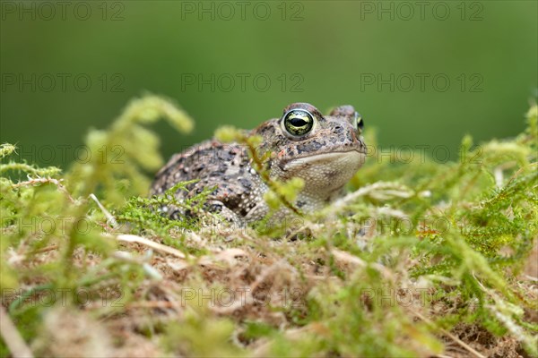 Natterjack toad