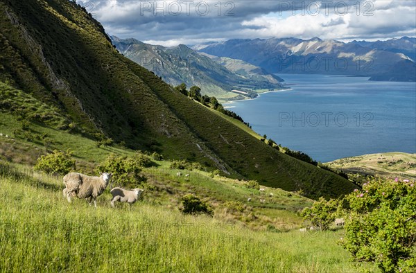 Sheep in a meadow