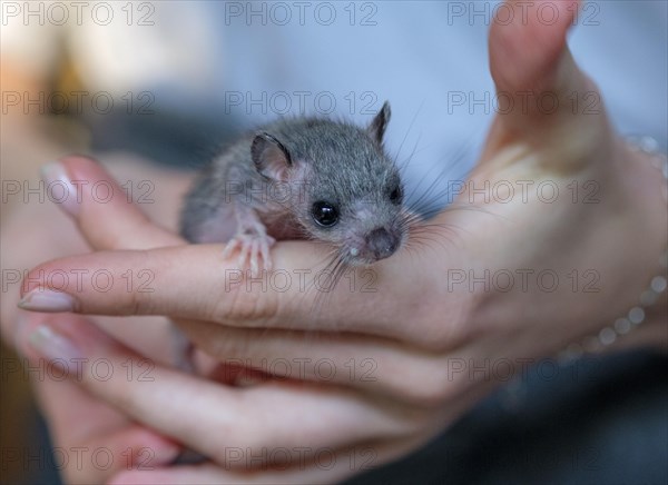 Edible dormouse