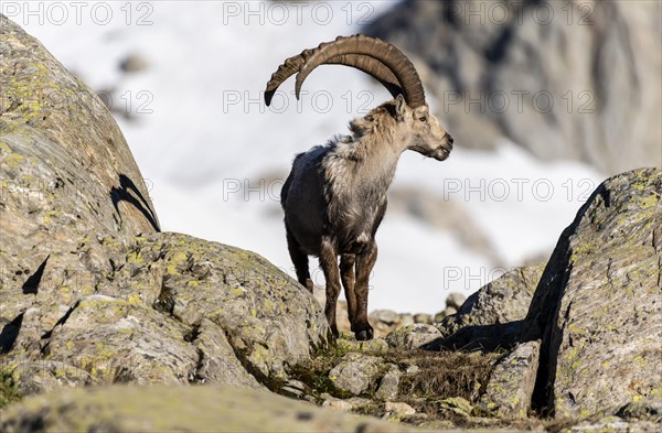 Alpine Ibex