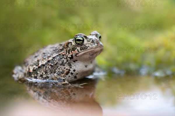 Natterjack toad