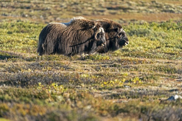 Two musk oxen