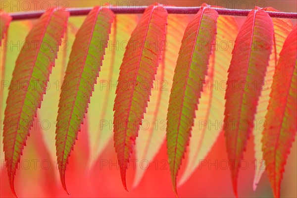 Staghorn sumac