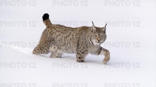 Eurasian lynx