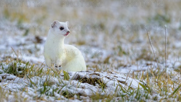 Stoat