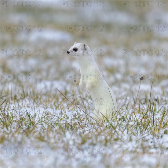 Stoat