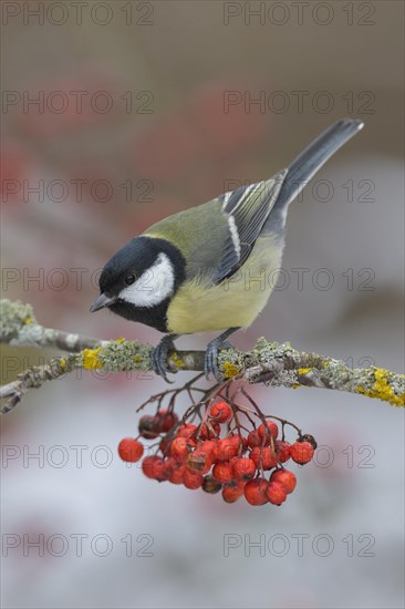 Great tit