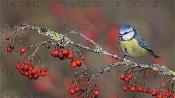 Blue tit